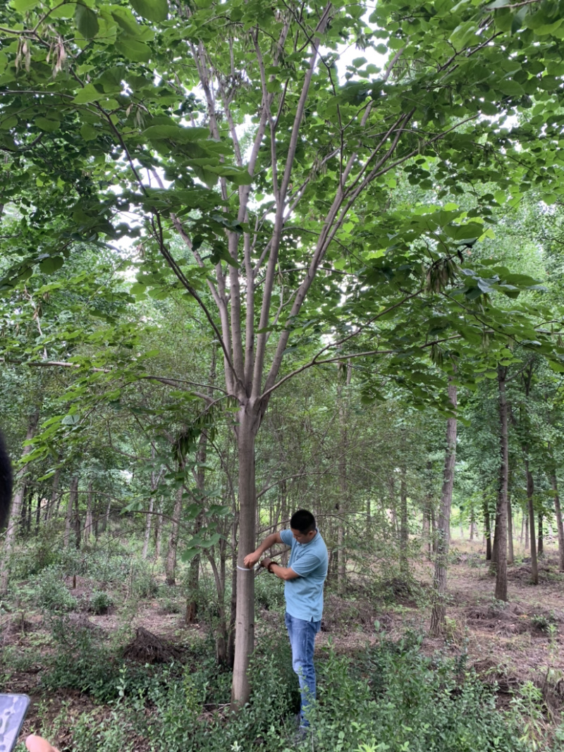 巨紫荆精品巨紫荆基地直销规格全价格低