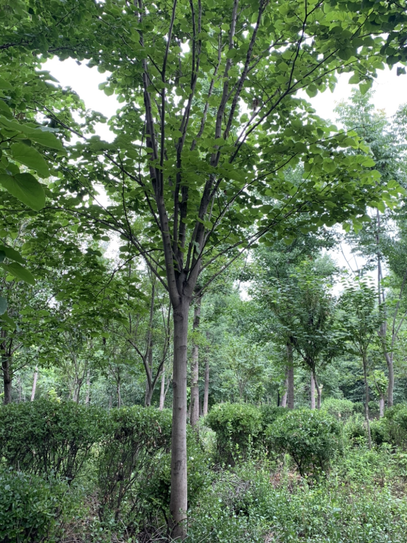 巨紫荆精品巨紫荆基地直销规格全价格低