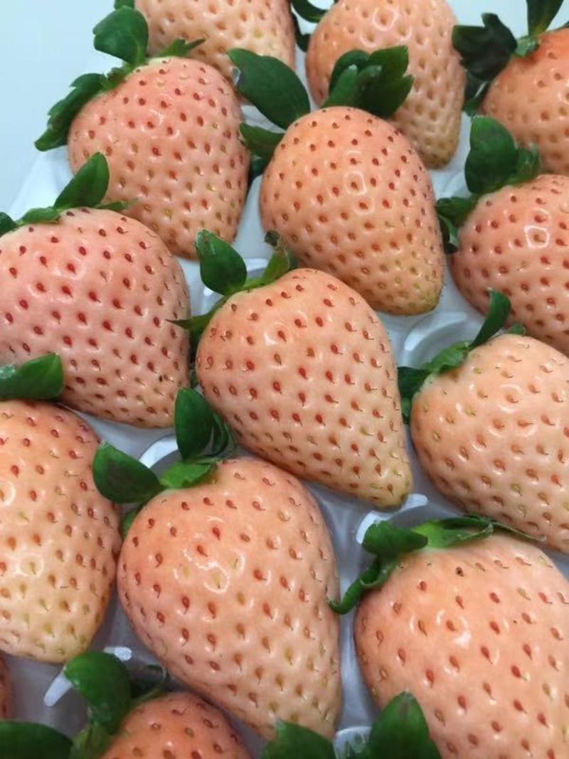 【精选】桃熏草莓苗桃熏草莓苗价格山东桃熏草莓苗