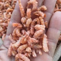 长年批发各种海产品干货，虾皮，海米，凤尾鱼，南极鳞虾。