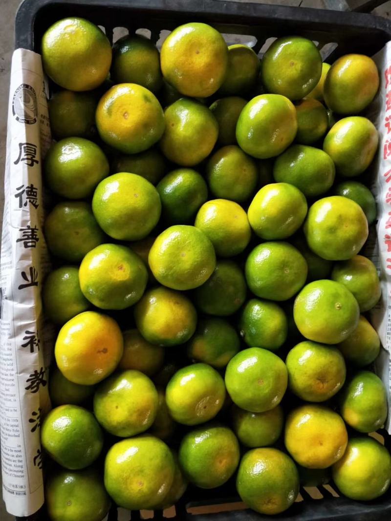 特早蜜橘，特早蜜橘，可长期供货