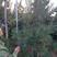 塔松红松占地树各种规格