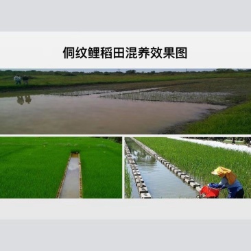 找鱼塘养殖的看过来，一人做不如一起做，看看有没有合作机会