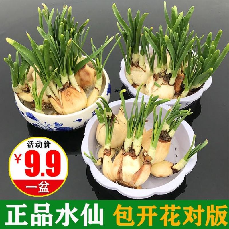 2020冬漳州水仙花种球套装盆栽大球室内外四季水培花卉水