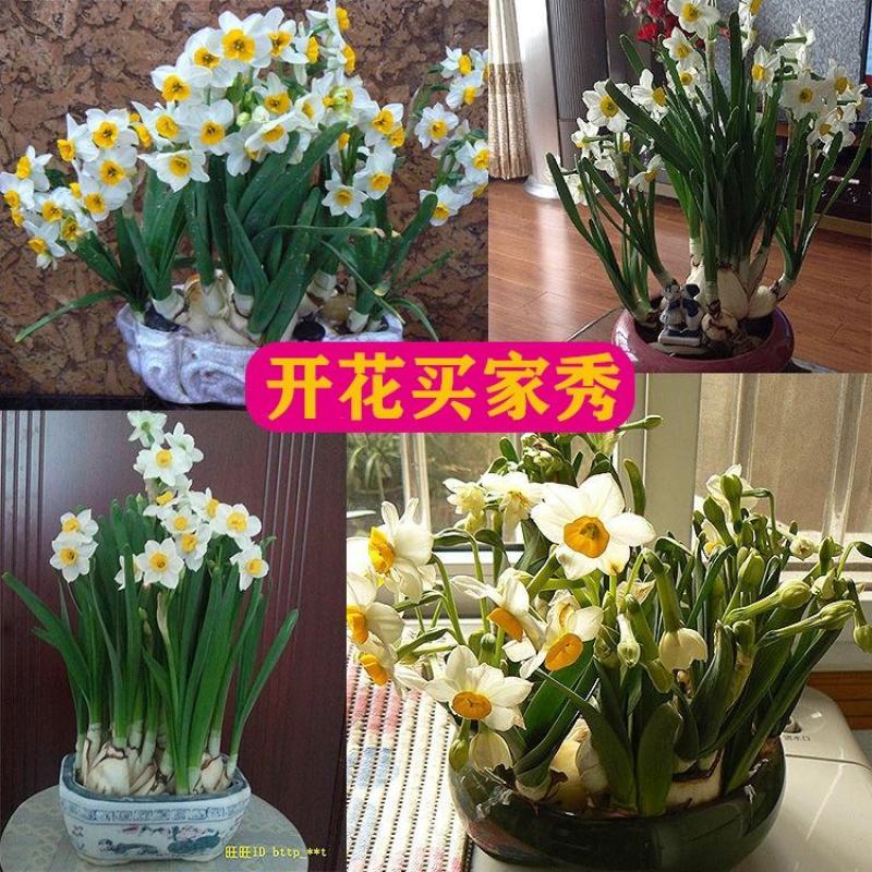 2020冬漳州水仙花种球套装盆栽大球室内外四季水培花卉水