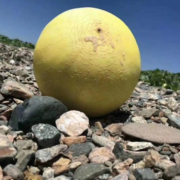 白兰瓜，蜜瓜