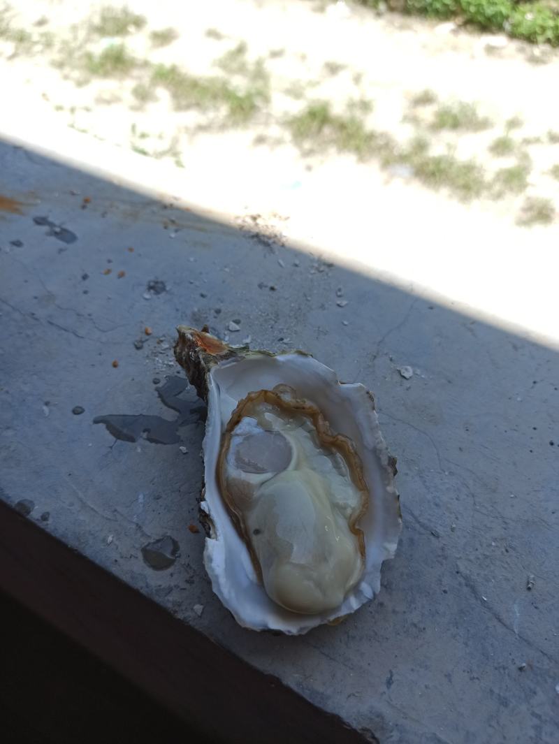 三倍体鲜活福建生蚝牡蛎海鲜餐饮生鲜食材源产地发货直销
