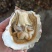 三倍体鲜活福建生蚝牡蛎海鲜餐饮生鲜食材源产地发货直销