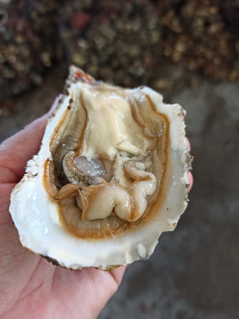 三倍体鲜活福建生蚝牡蛎海鲜餐饮生鲜食材源产地发货直销