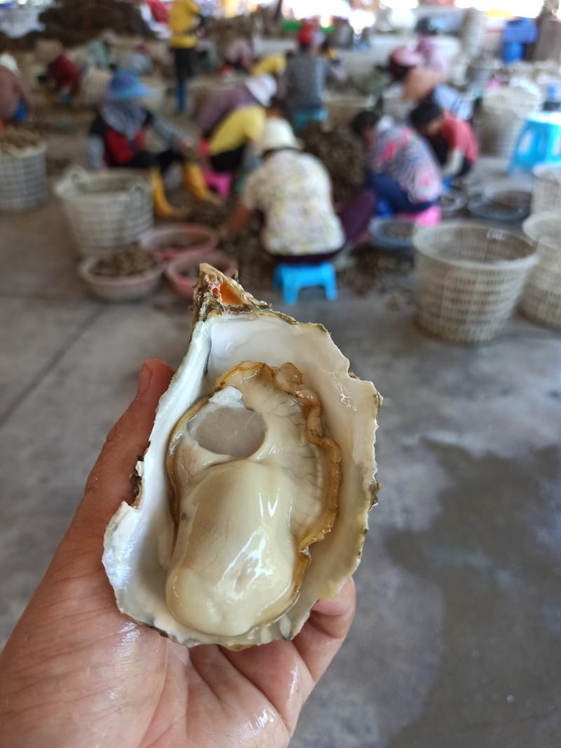 三倍体鲜活福建生蚝牡蛎海鲜餐饮生鲜食材源产地发货直销