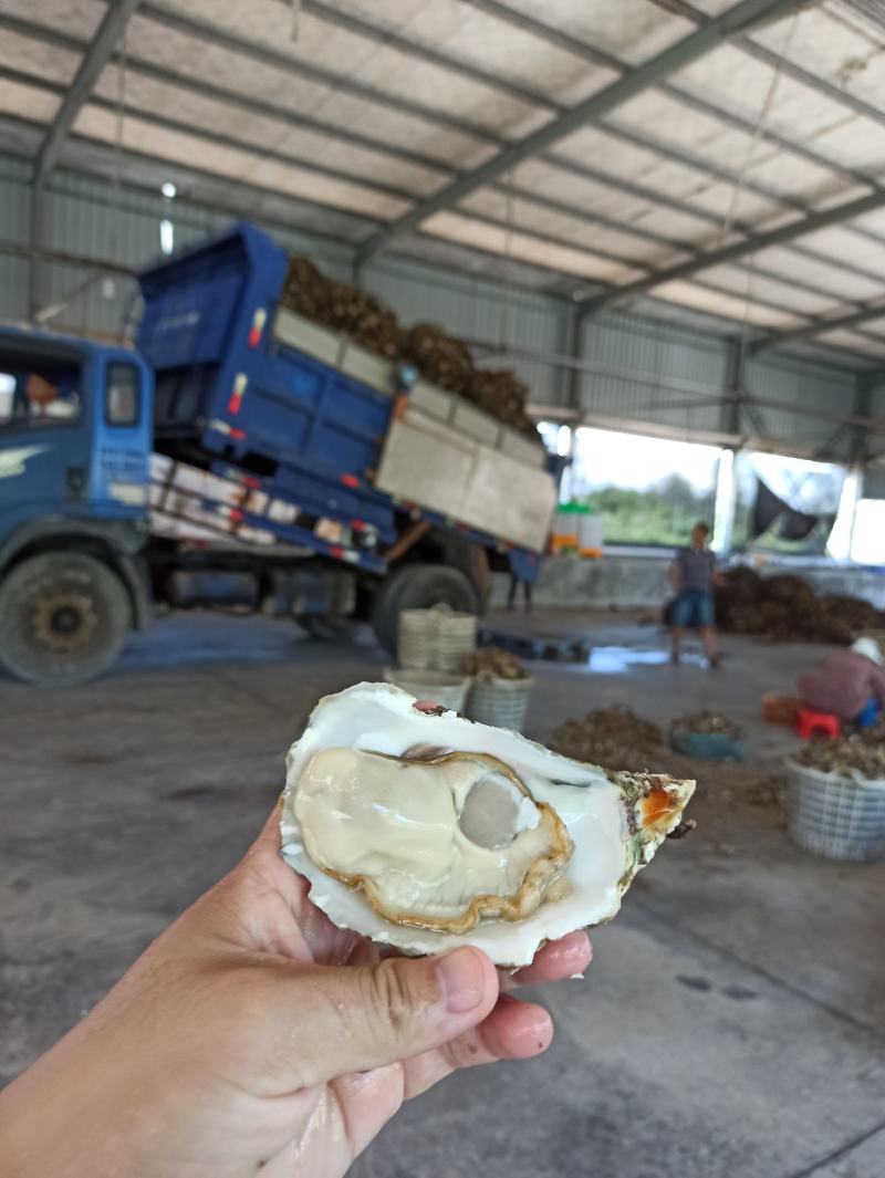 三倍体鲜活福建生蚝牡蛎海鲜餐饮生鲜食材源产地发货直销