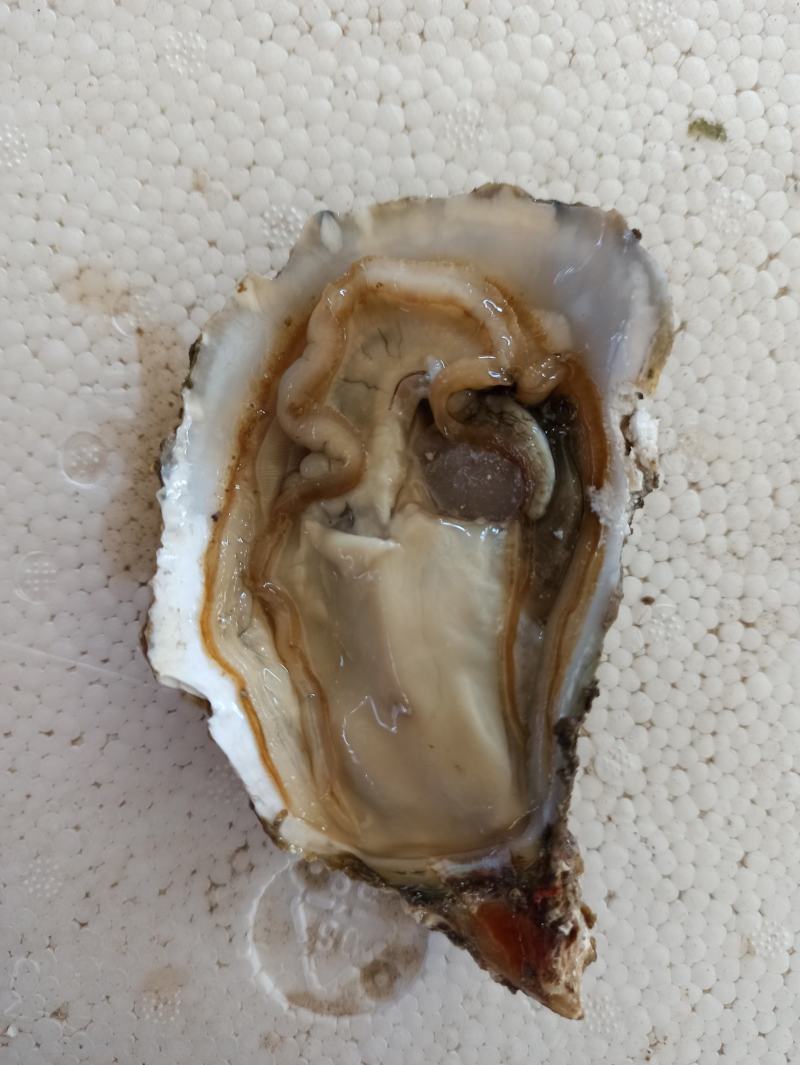 三倍体鲜活福建生蚝牡蛎海鲜餐饮生鲜食材源产地发货直销
