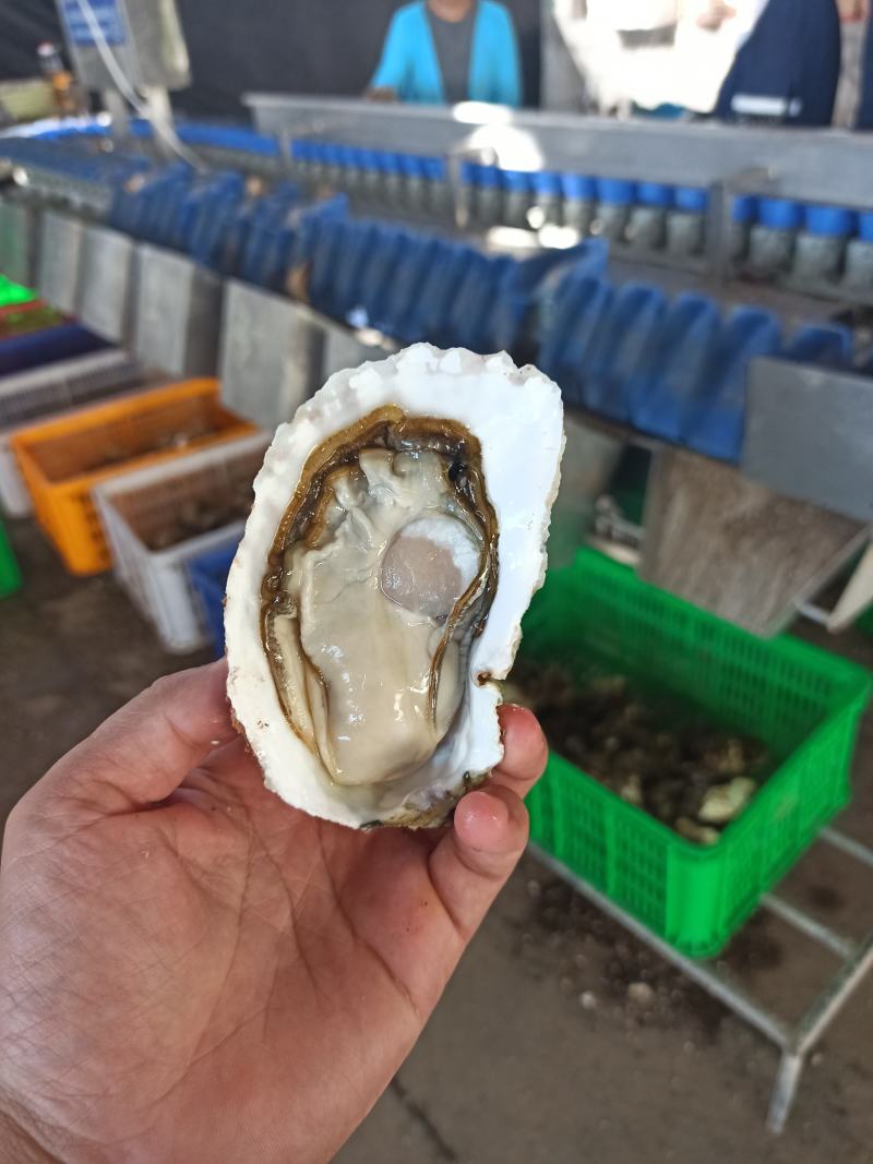 三倍体鲜活福建生蚝牡蛎海鲜餐饮生鲜食材源产地发货直销