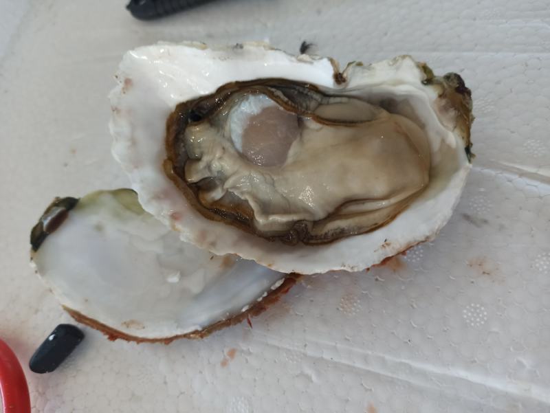 三倍体鲜活福建生蚝牡蛎海鲜餐饮生鲜食材源产地发货直销