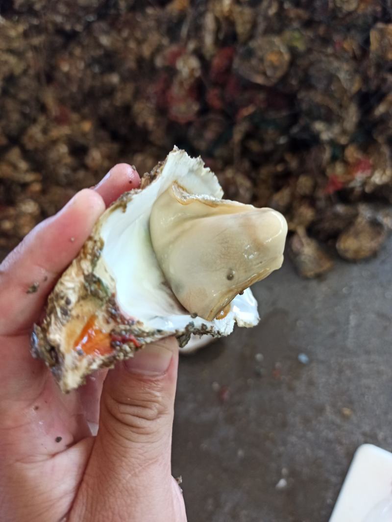 三倍体鲜活福建生蚝牡蛎海鲜餐饮生鲜食材源产地发货直销