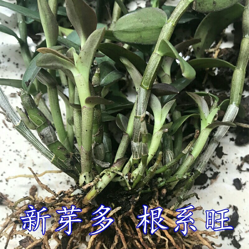 铁皮石斛苗原生态种植石斛苗室内外盆栽绿植