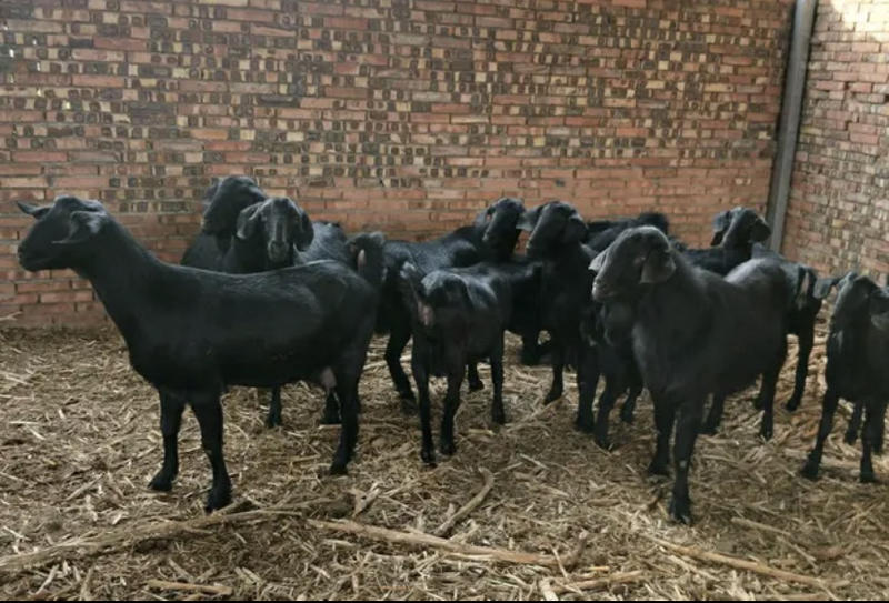 努比亚黑山羊短毛黑山羊大耳羊全国发货一只也包邮黑山羊