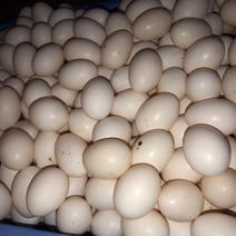 新鲜鸽子蛋鸽蛋白鸽蛋，营养丰富口感细腻杂粮喂养健康滋补