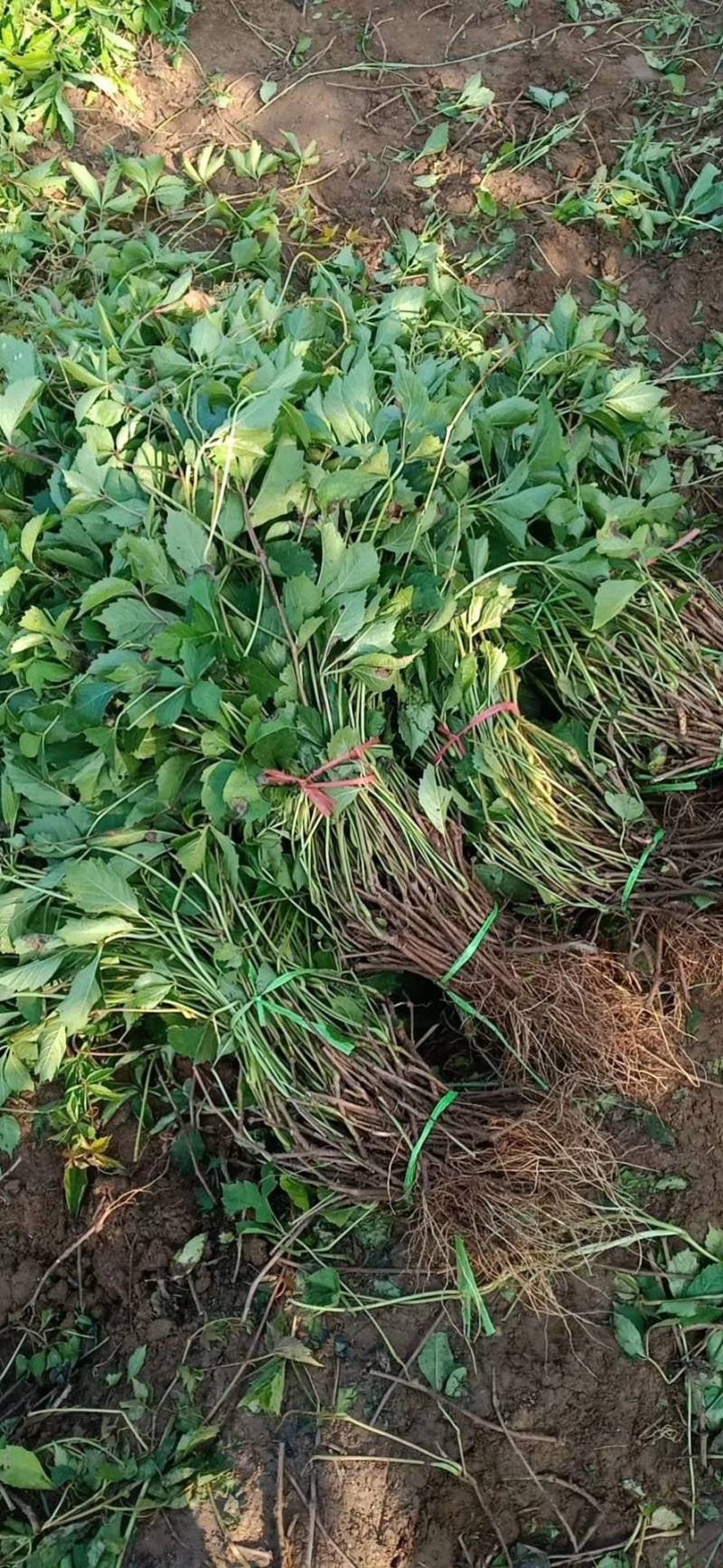五叶地锦价格爬山虎基地货源充足视频看货