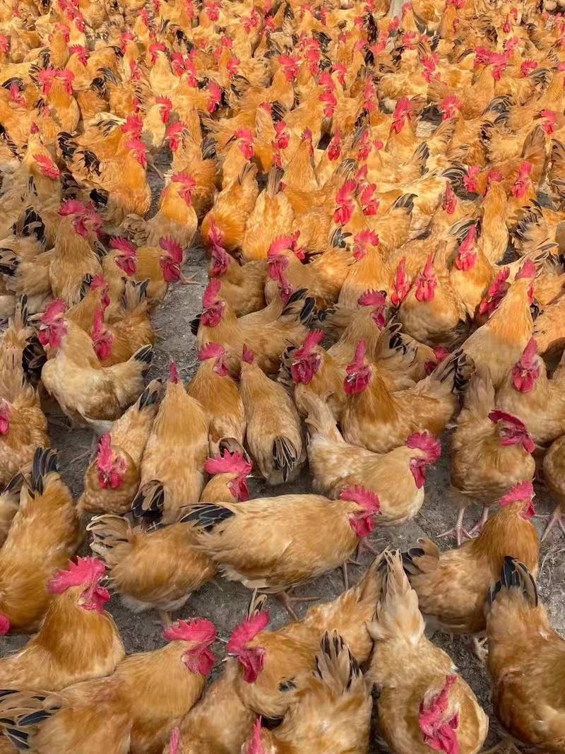 三黄品种土二B公公鸡80天4斤阉鸡5.6斤