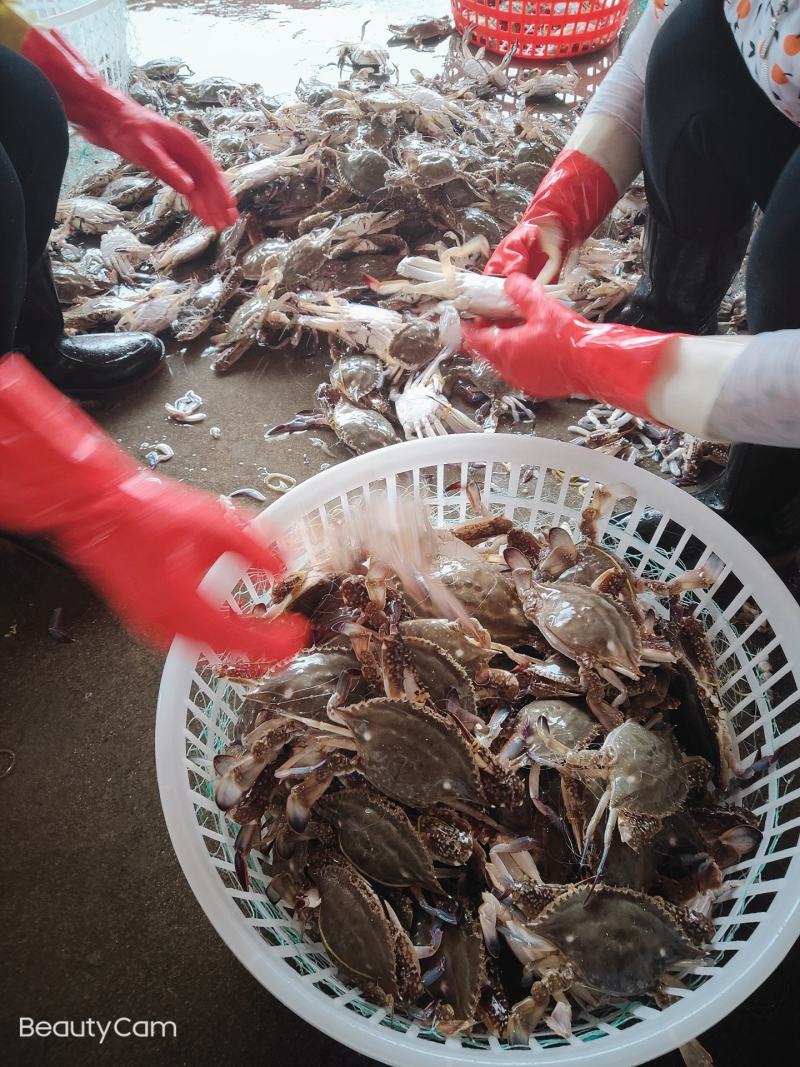 梭子蟹硬通货全肥，基本无死亡，三角超多