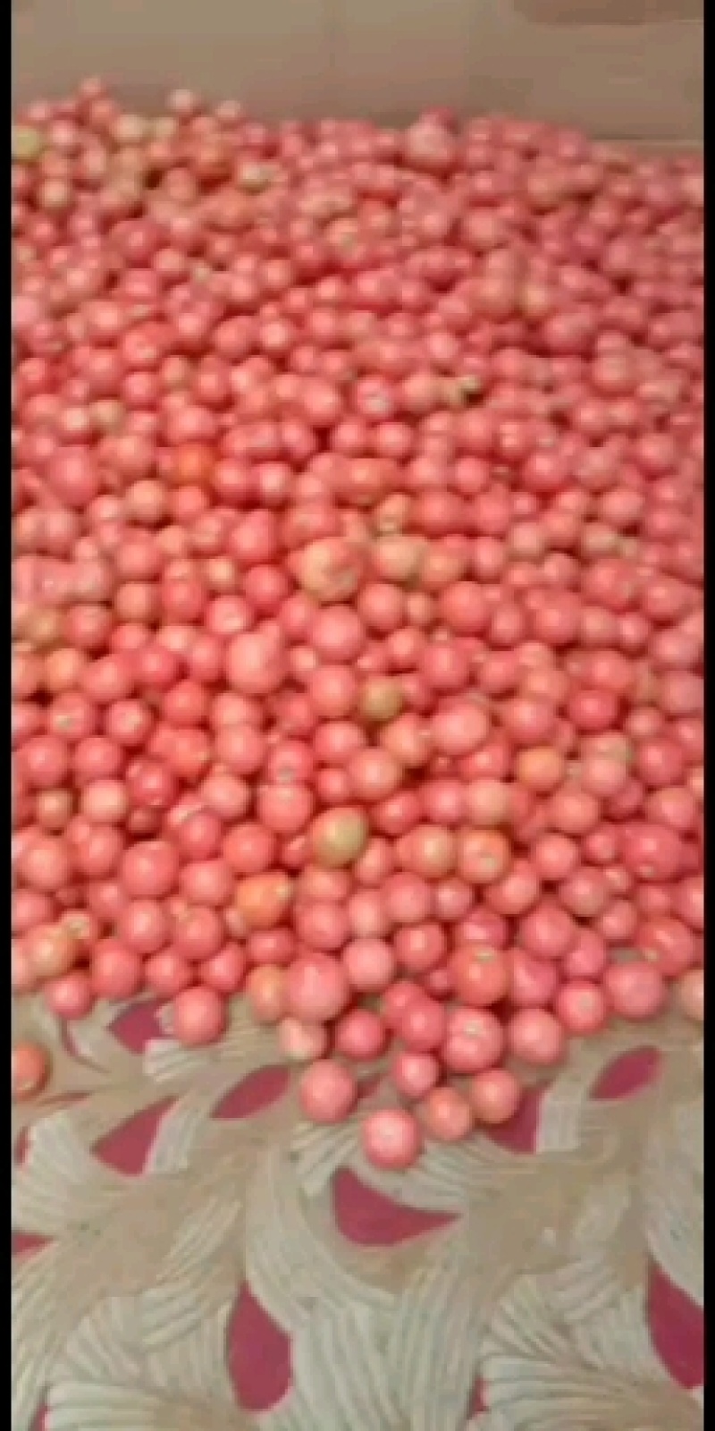 本人长期代办各种绿色蔬菜，如硬粉西红柿，豆角，各种椒类