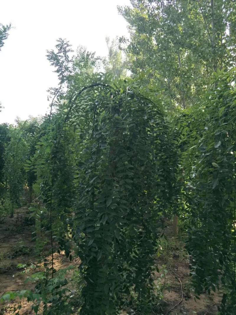 垂枝槐价格，龙爪槐基地，倒槐基地视频看货