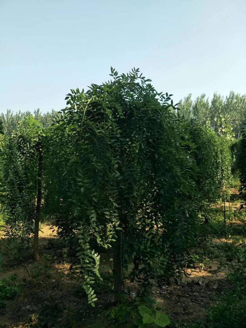 垂枝槐价格，龙爪槐基地，倒槐基地视频看货