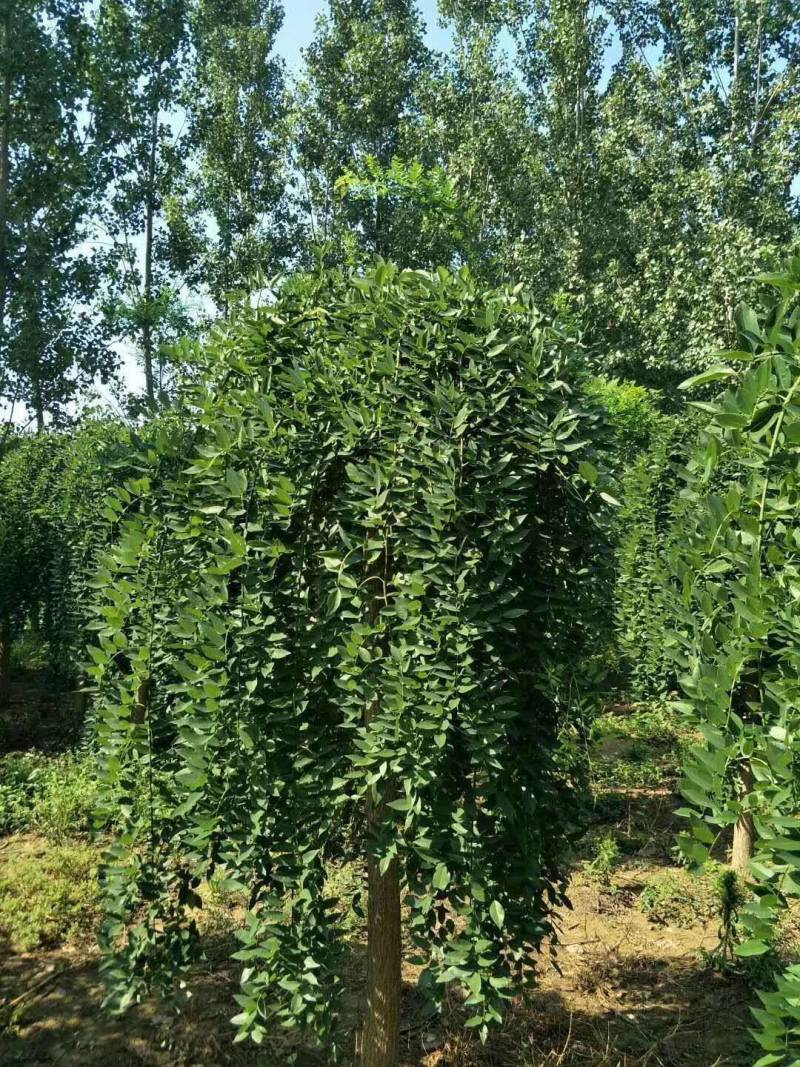 垂枝槐价格，龙爪槐基地，倒槐基地视频看货