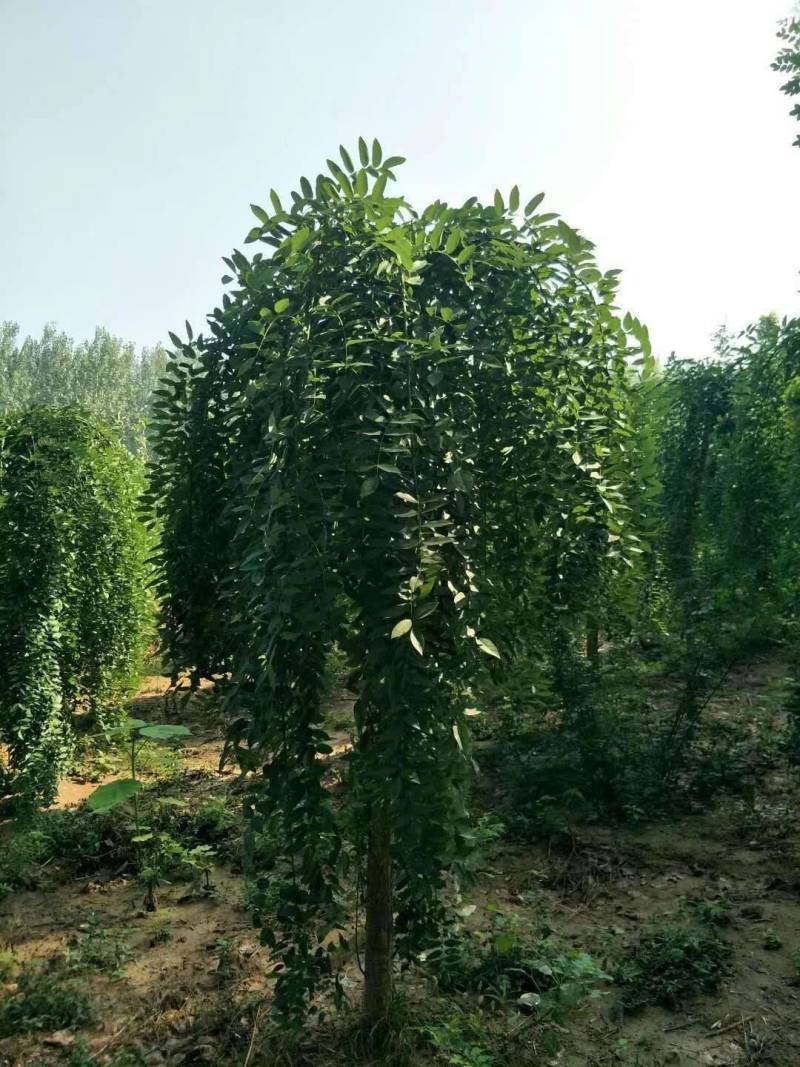 垂枝槐价格，龙爪槐基地，倒槐基地视频看货
