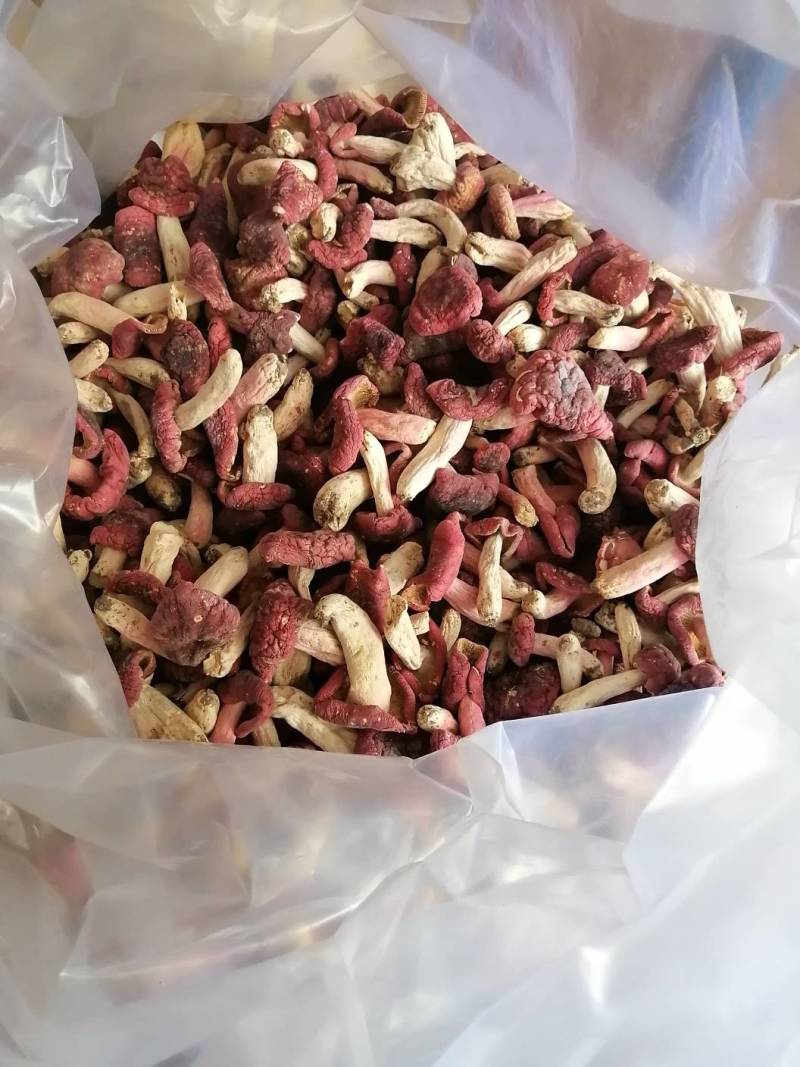 红菇靓红菇标准菇月子菇特级红菇