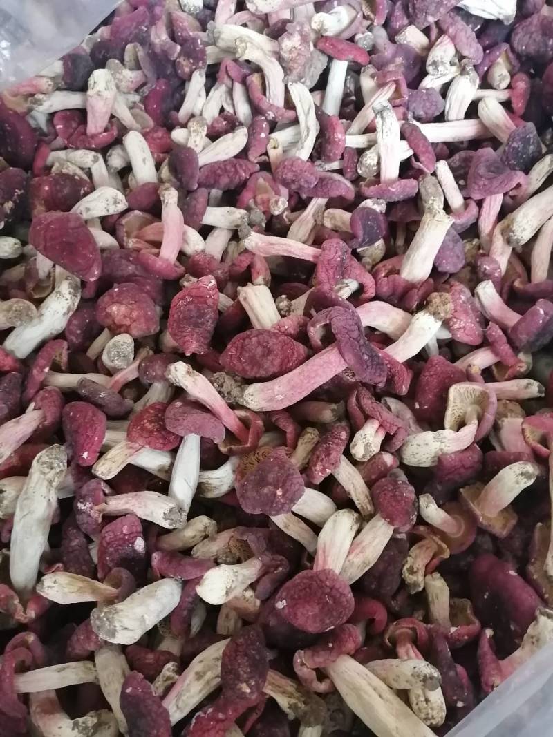 红菇靓红菇标准菇月子菇特级红菇