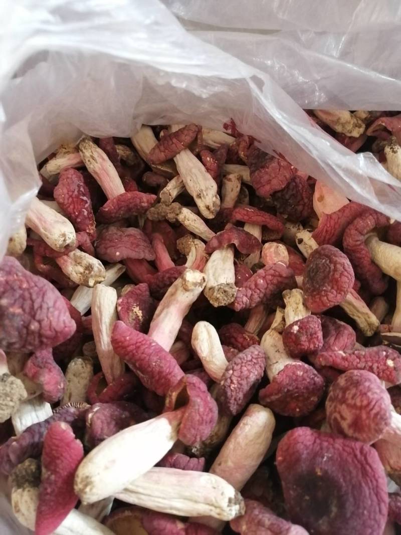 红菇靓红菇标准菇月子菇特级红菇