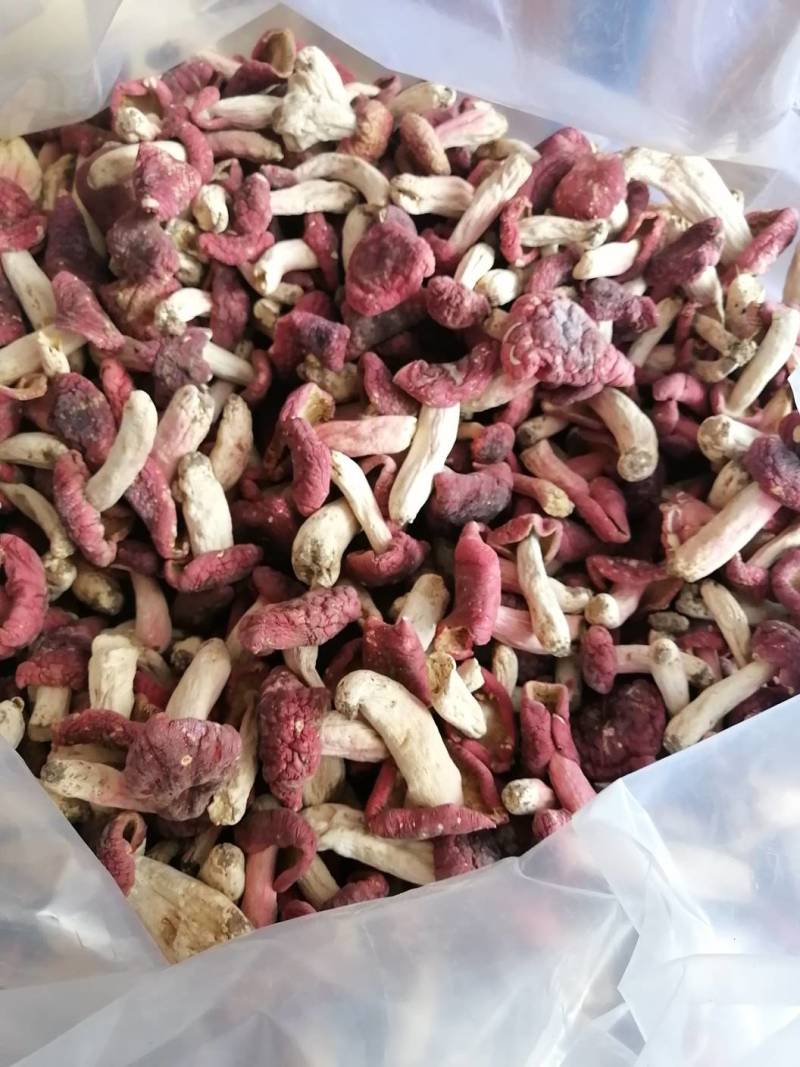 红菇靓红菇标准菇月子菇特级红菇
