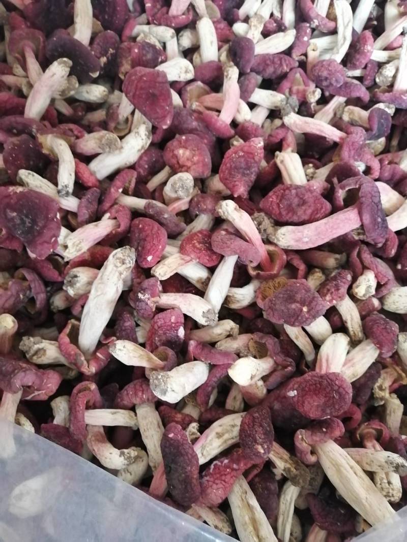 红菇靓红菇标准菇月子菇特级红菇