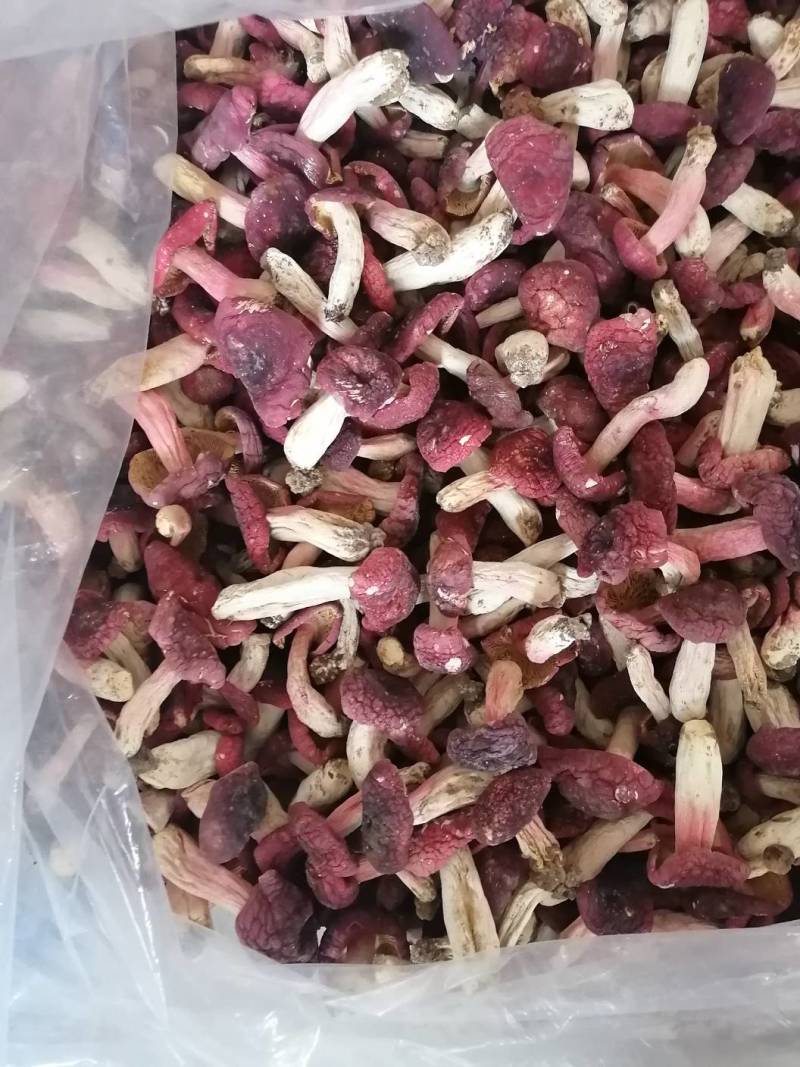 红菇靓红菇标准菇月子菇特级红菇