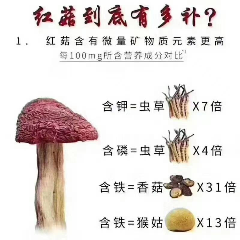 红菇靓红菇标准菇月子菇特级红菇