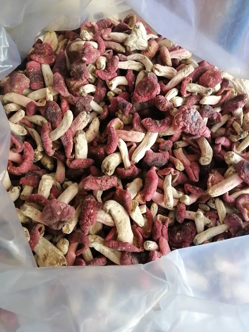 红菇靓红菇标准菇月子菇特级红菇