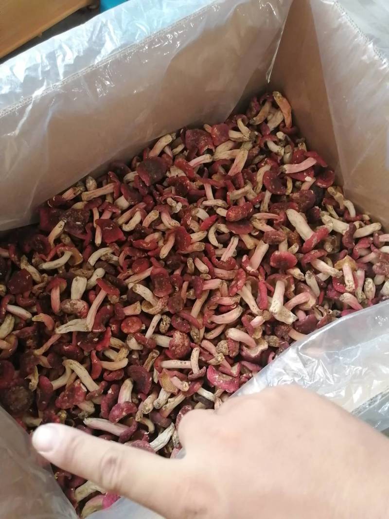 红菇靓红菇标准菇月子菇特级红菇