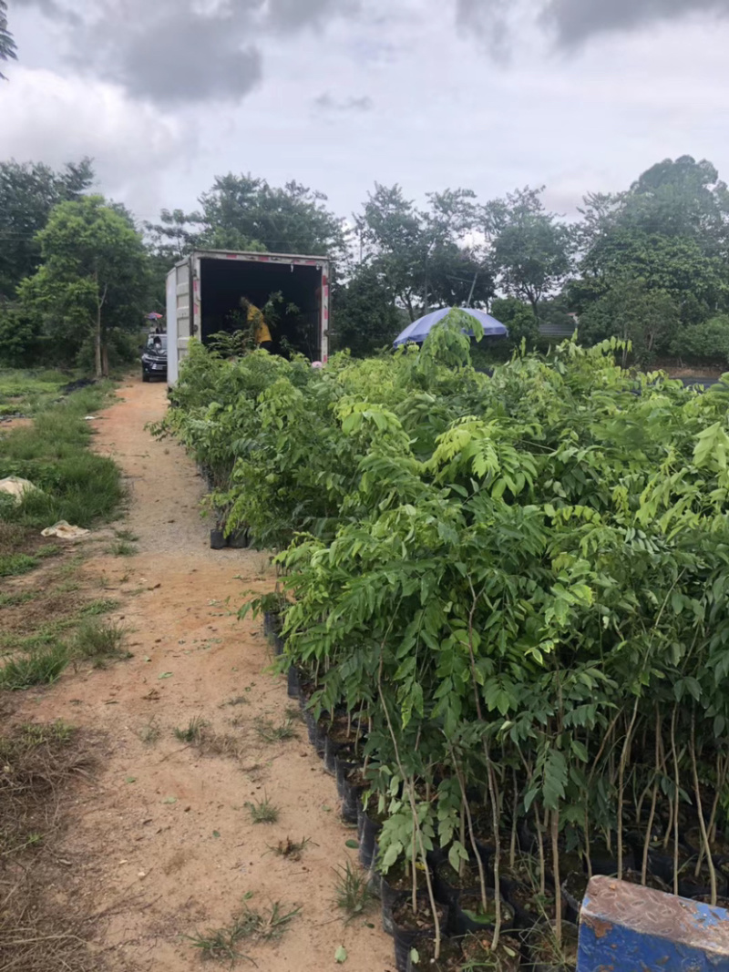 黄花梨树苗檀香海南黄花梨杯苗