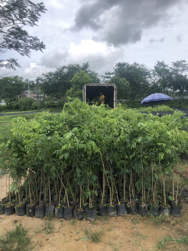黄花梨树苗檀香海南黄花梨杯苗