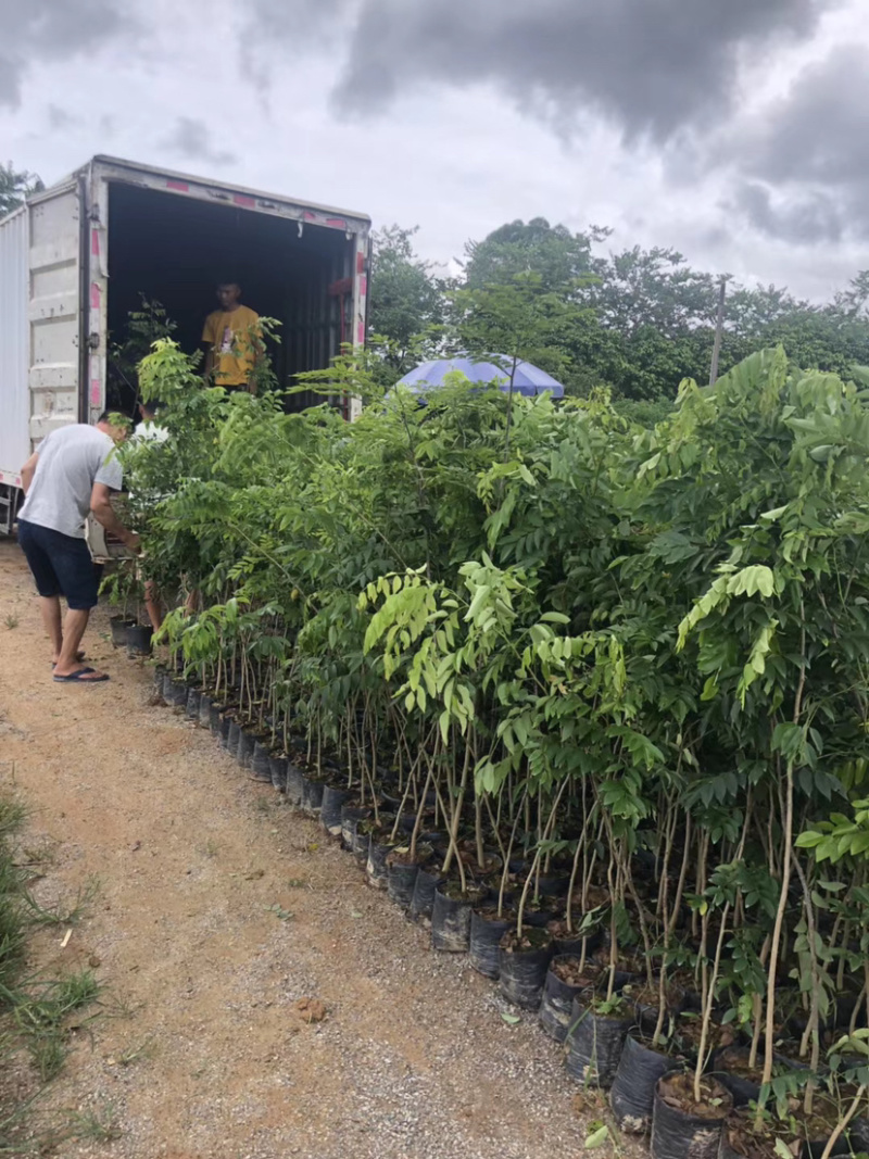 黄花梨树苗檀香海南黄花梨杯苗