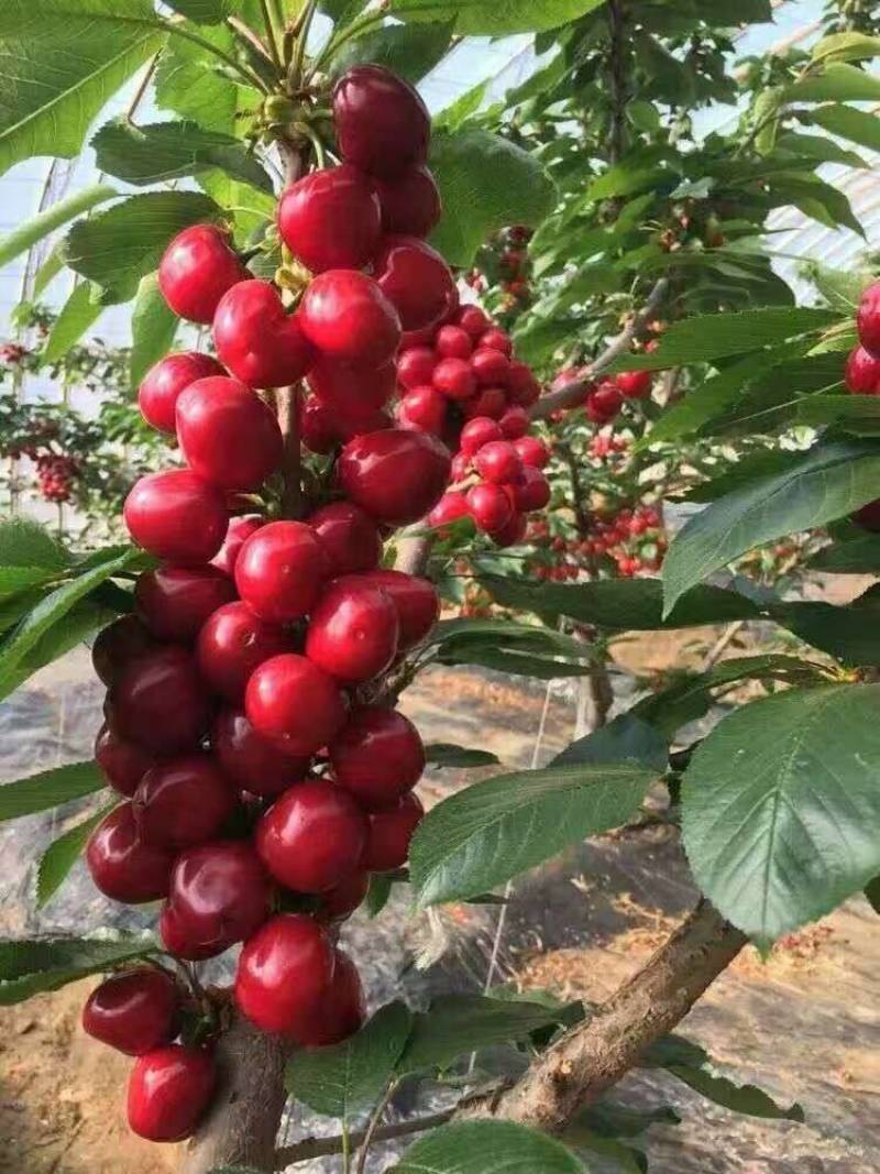 车厘子树苗价格，车厘子树苗规格全，结果早视频看货