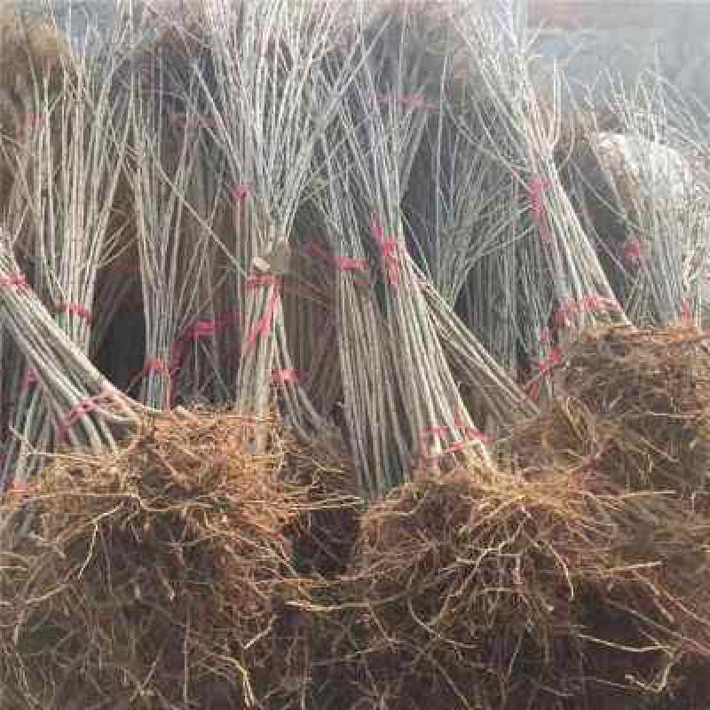 车厘子树苗价格，车厘子树苗规格全，结果早视频看货