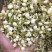 茉莉花干茉莉花雷2025年茉莉花苞