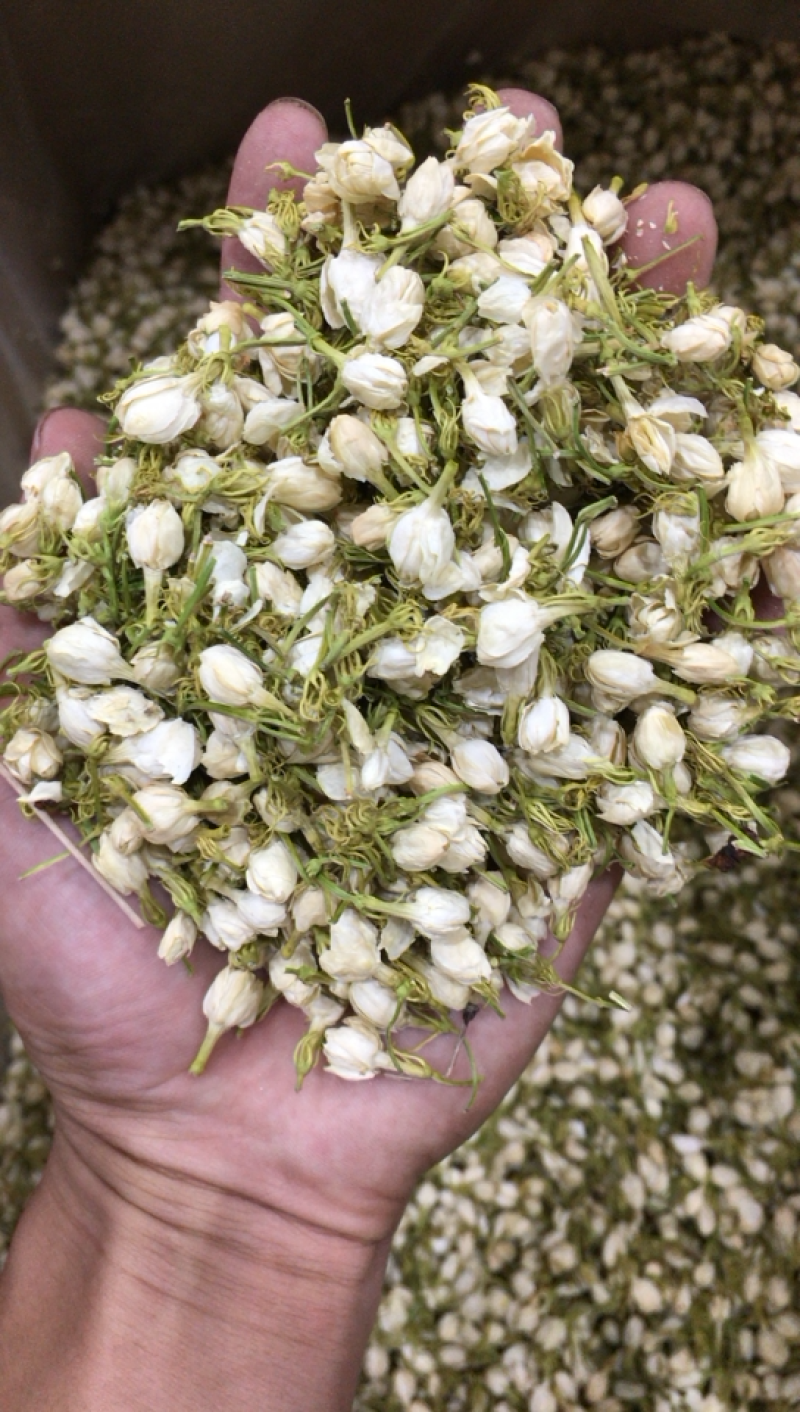 茉莉花干茉莉花雷2025年茉莉花苞