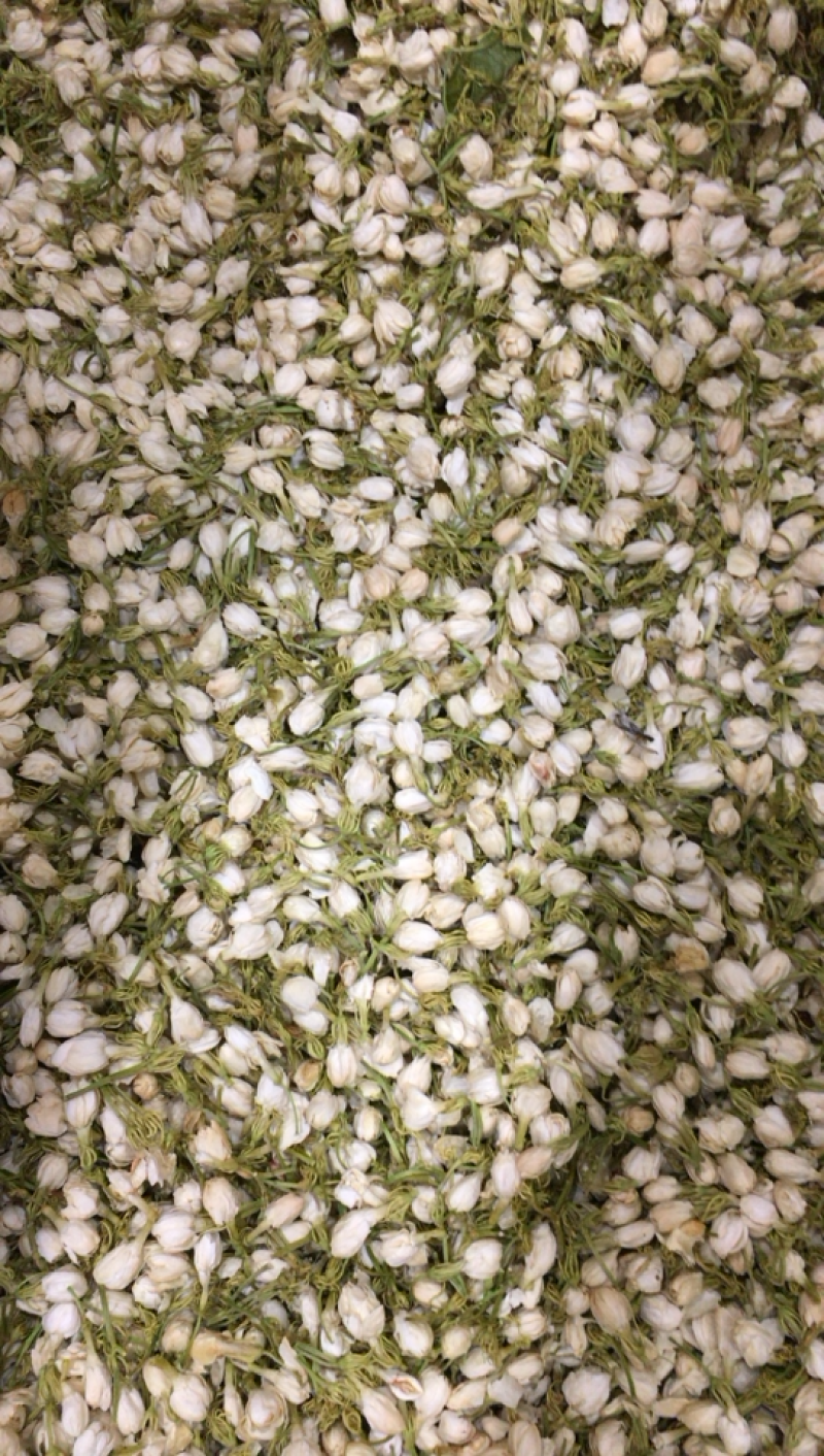 茉莉花干茉莉花雷2025年茉莉花苞