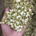 茉莉花干茉莉花雷2025年茉莉花苞