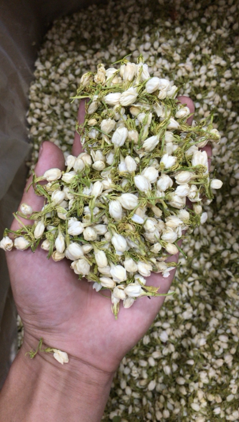 茉莉花干茉莉花雷2025年茉莉花苞