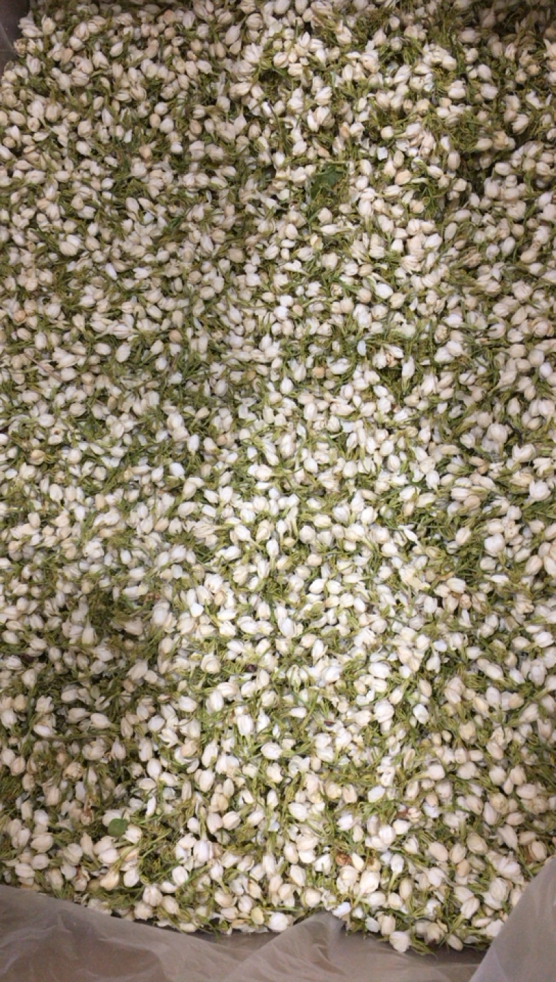 茉莉花干茉莉花雷2025年茉莉花苞